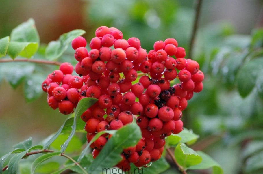 Рябина красноплодная