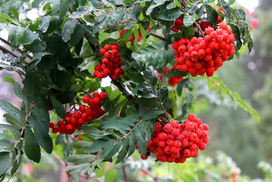 Рябина красноплодная