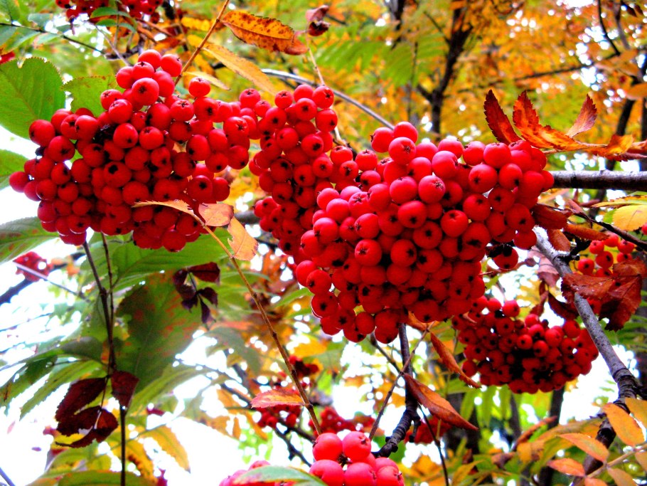 Рябина японская Матсумура