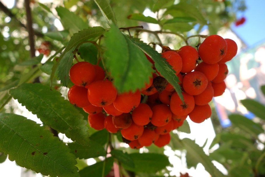 Арония черноплодная (Aronia melanocarpa)