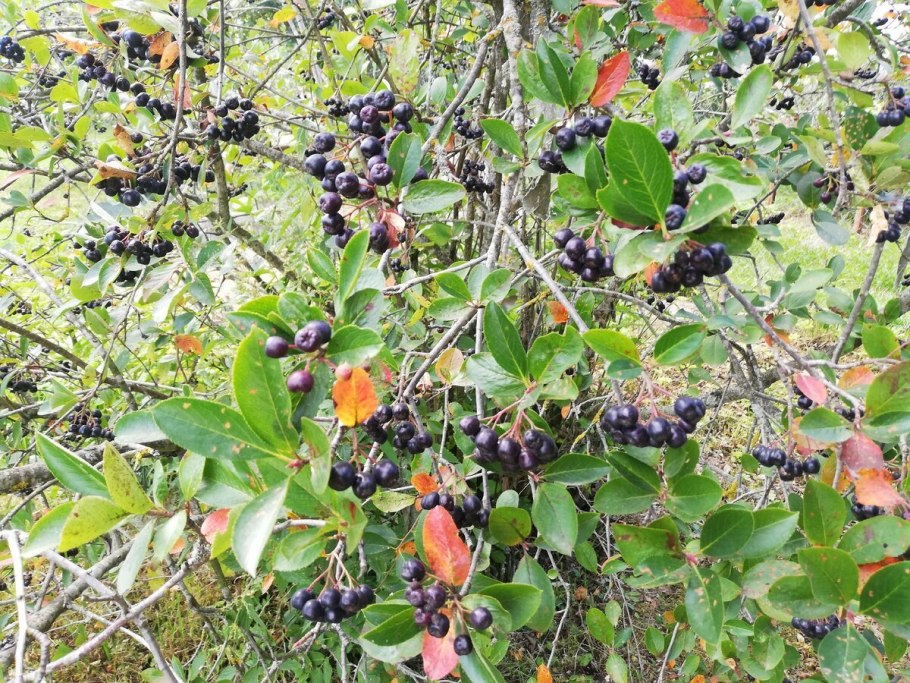 Арония красная бриллиант