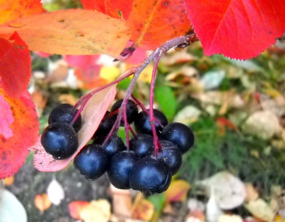 Арония черноплодная Karhumaki