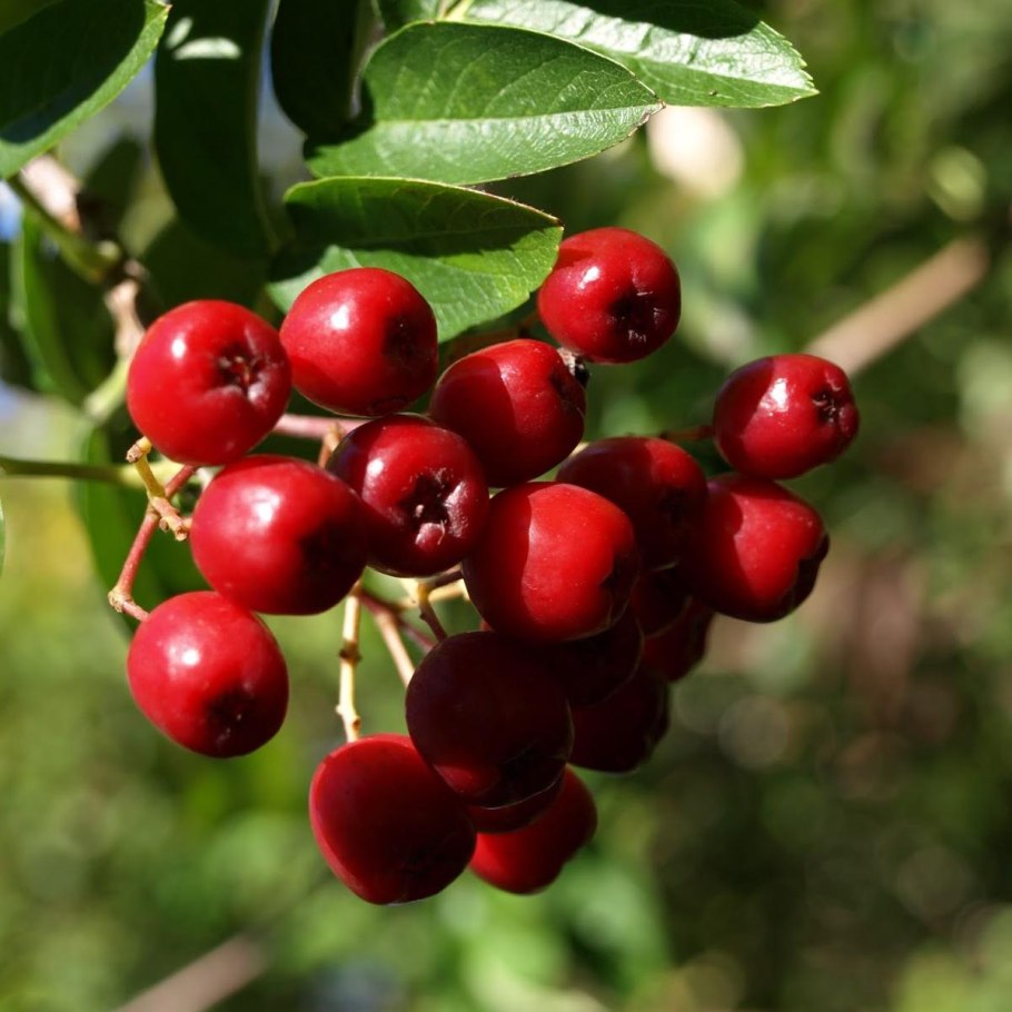 Арония черноплодная (Aronia melanocarpa)