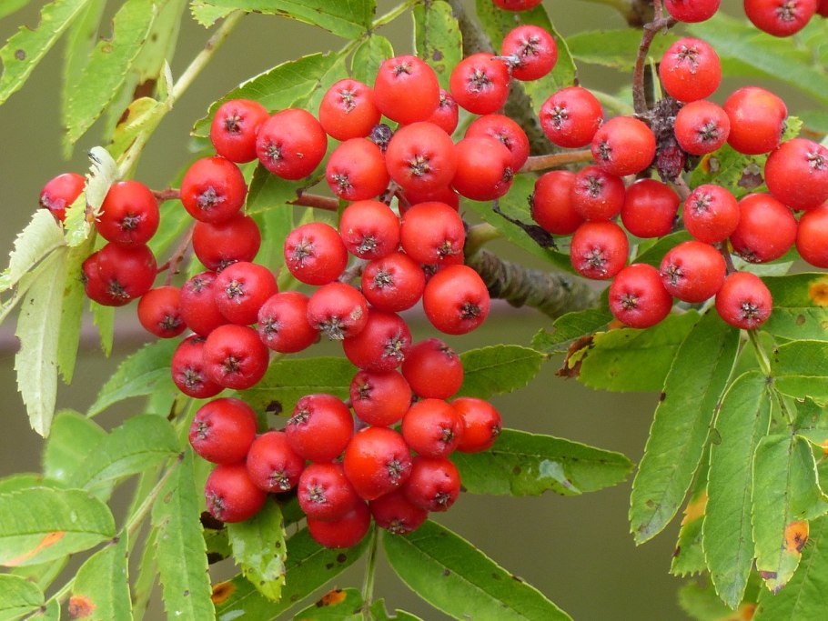 Рябина красная «Сорбус»