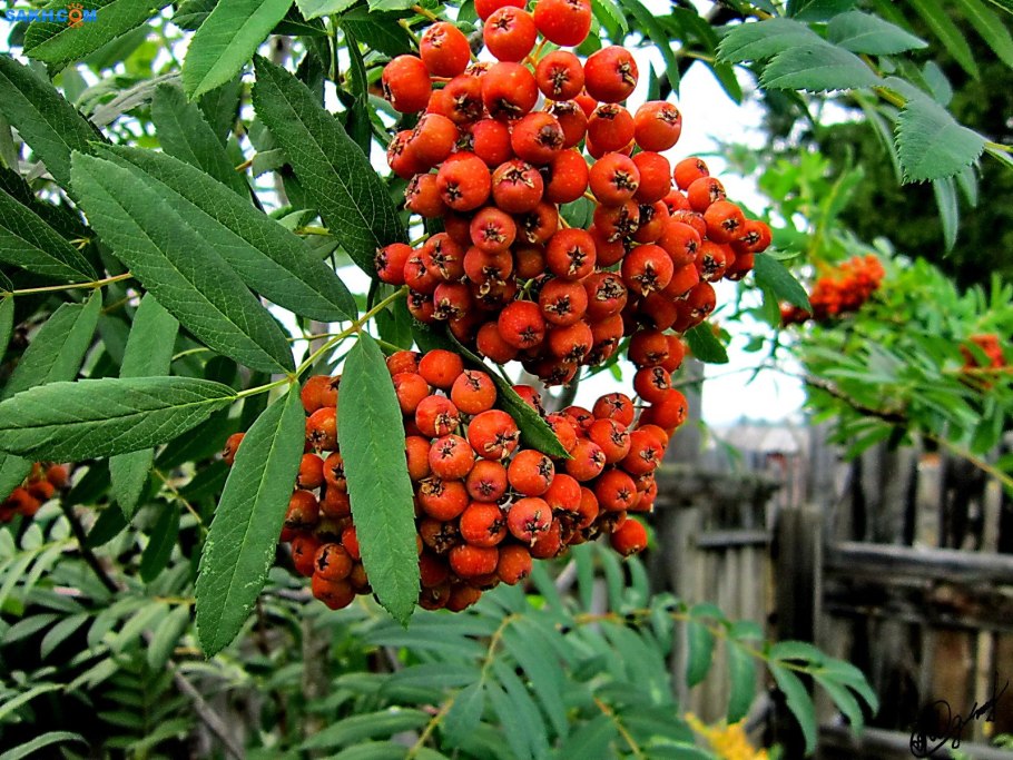 Рябина обыкновенная Невежинская