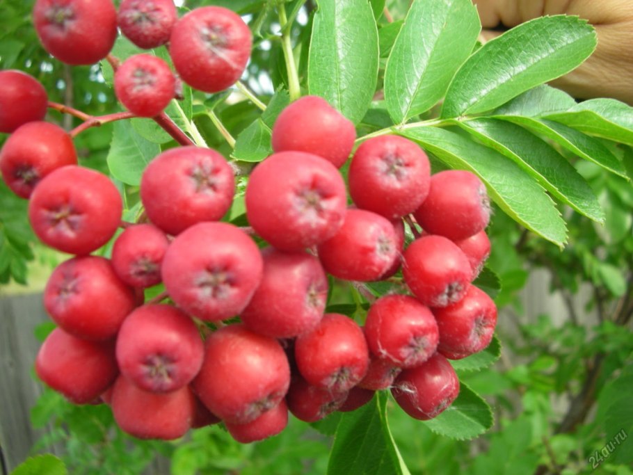 Дерево с красными ягодами похожими на рябину