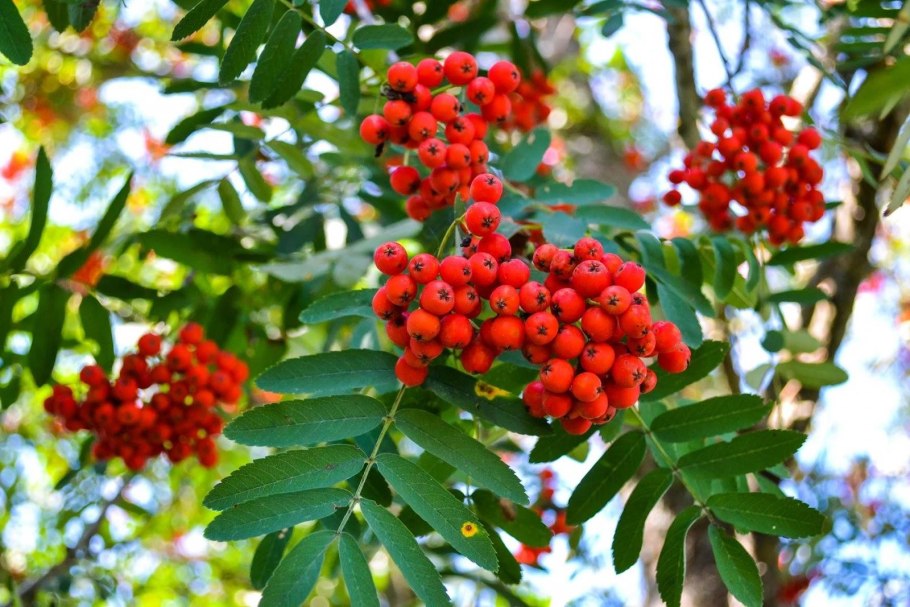 Рябина обыкновенная Sorbus aucuparia