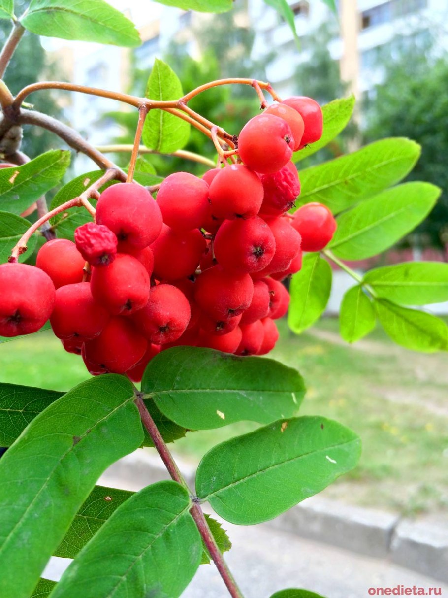 Рябина крупнолистная