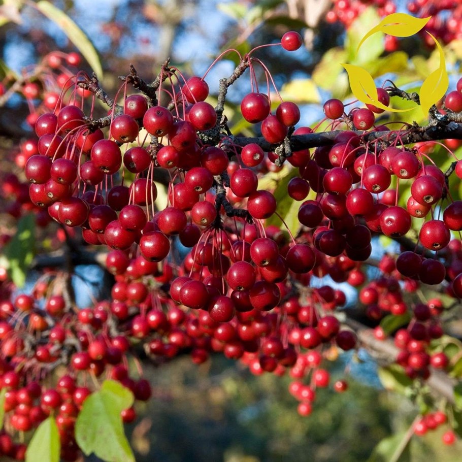 Арония арбутолистная бриллиант