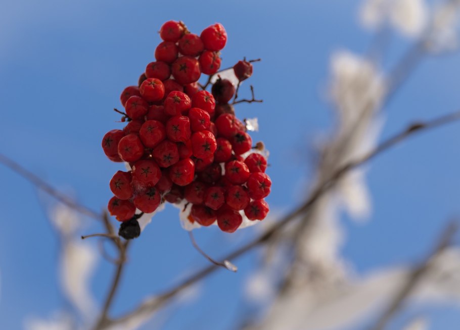 Рябина мужо