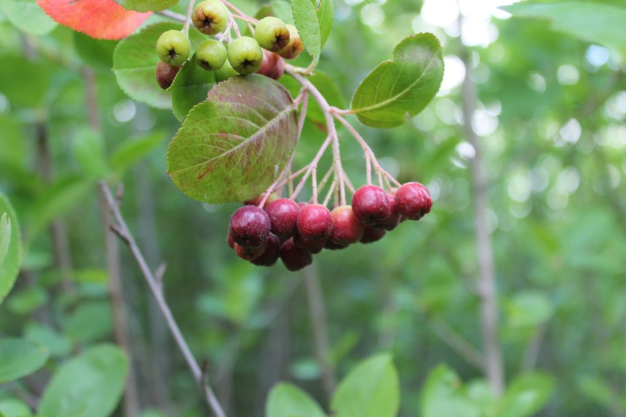 Рябина красная и черноплодная