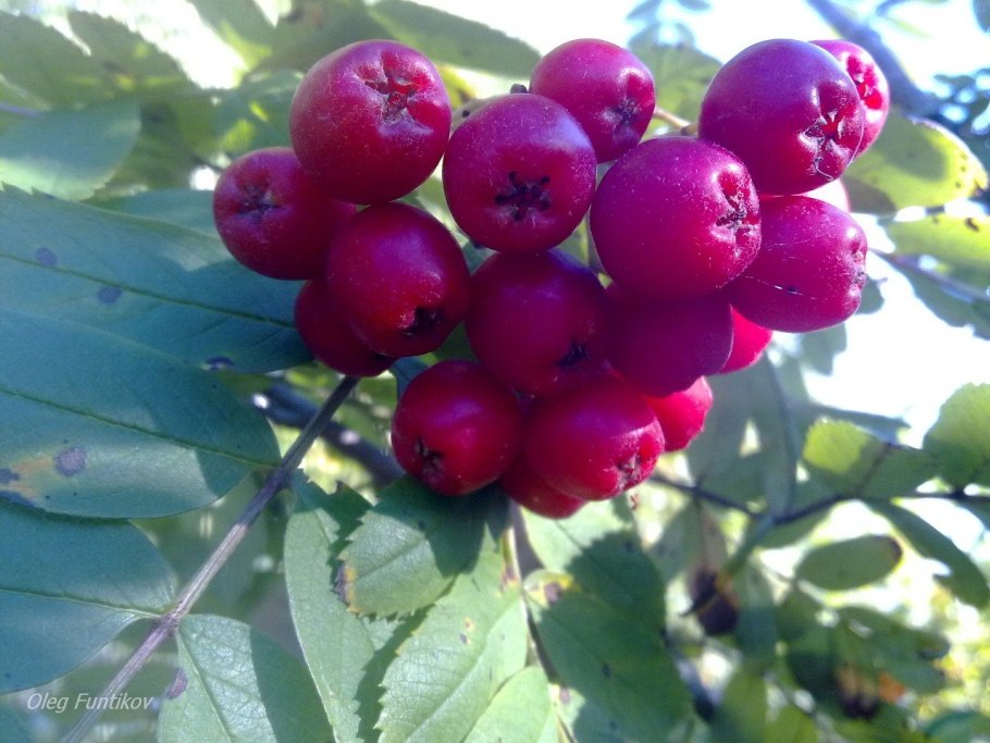 Рябина обыкновенная листья