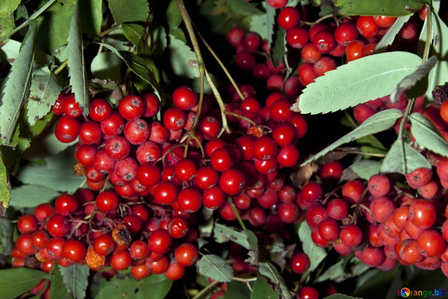 Паслен кустарник ягоды оранж.