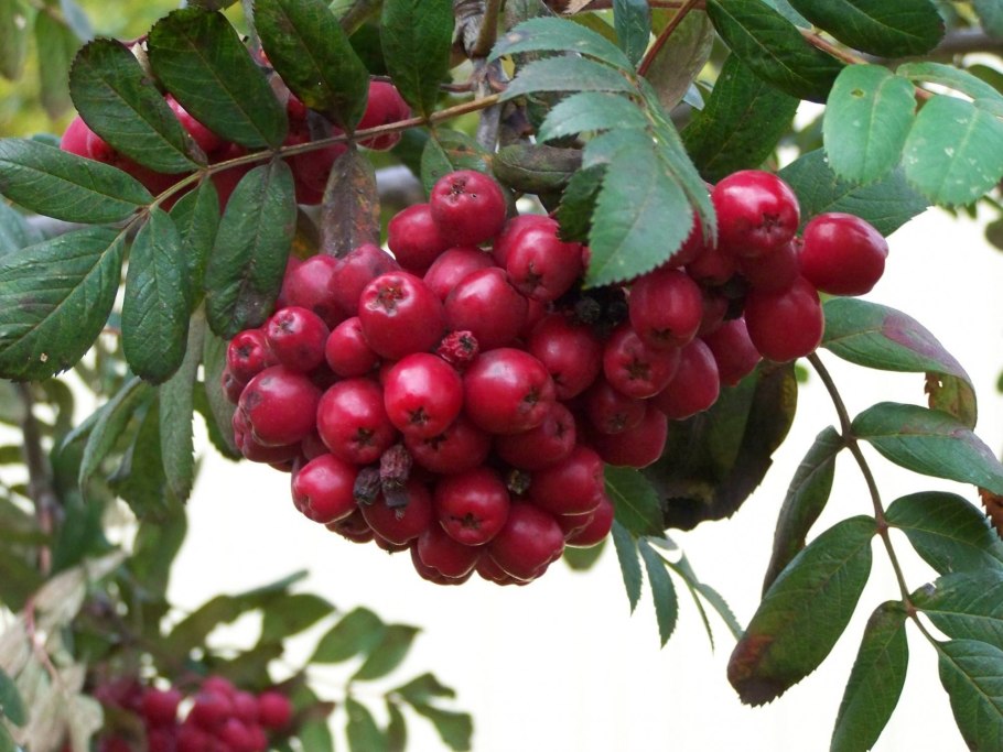 Плоды рябины фото