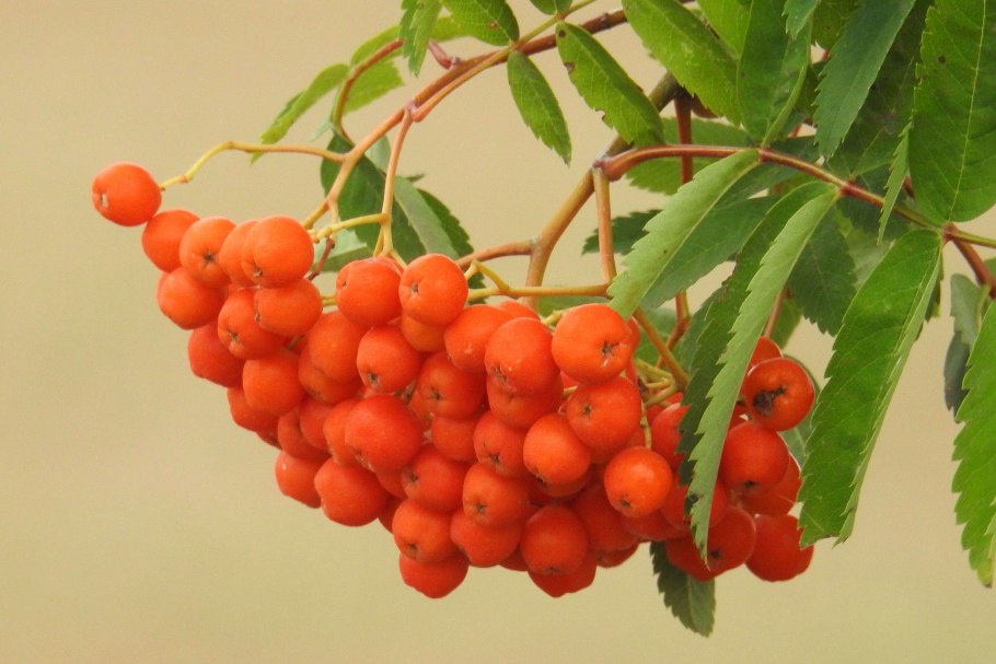 Рябина обыкновенная "Вефед"