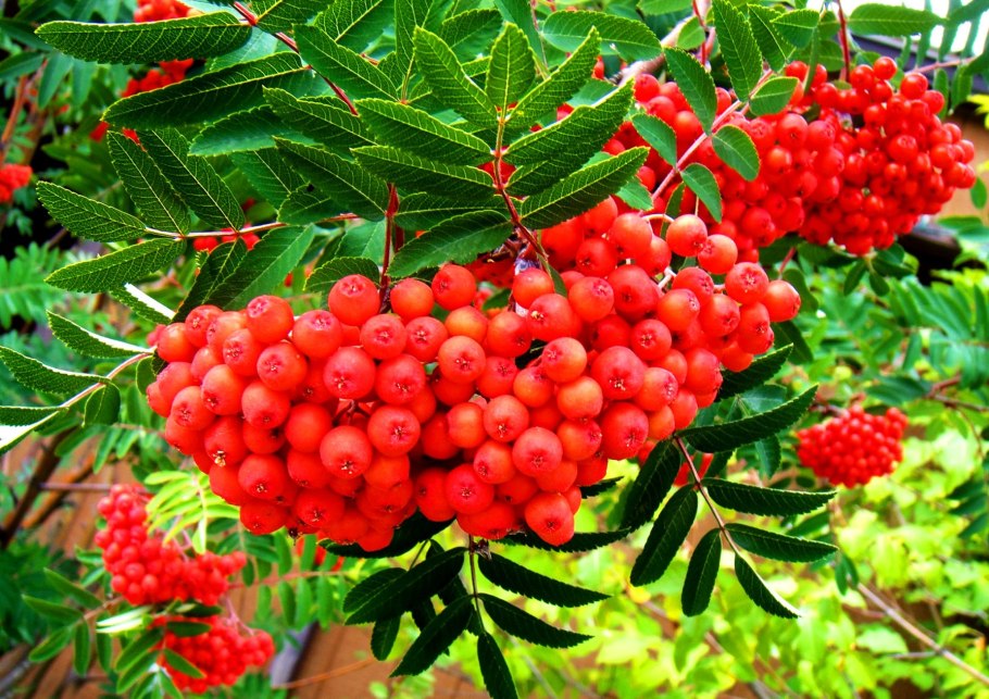 Арония черноплодная ягоды съедобные