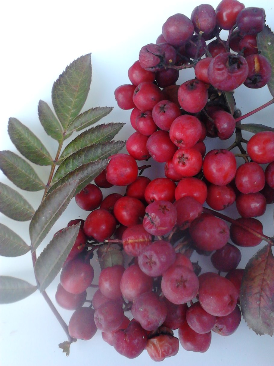 Рябина обыкновенная Мичуринская десертная