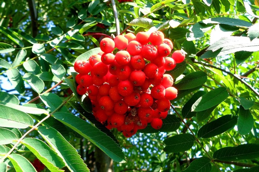 Рябина Моравская крупноплодная