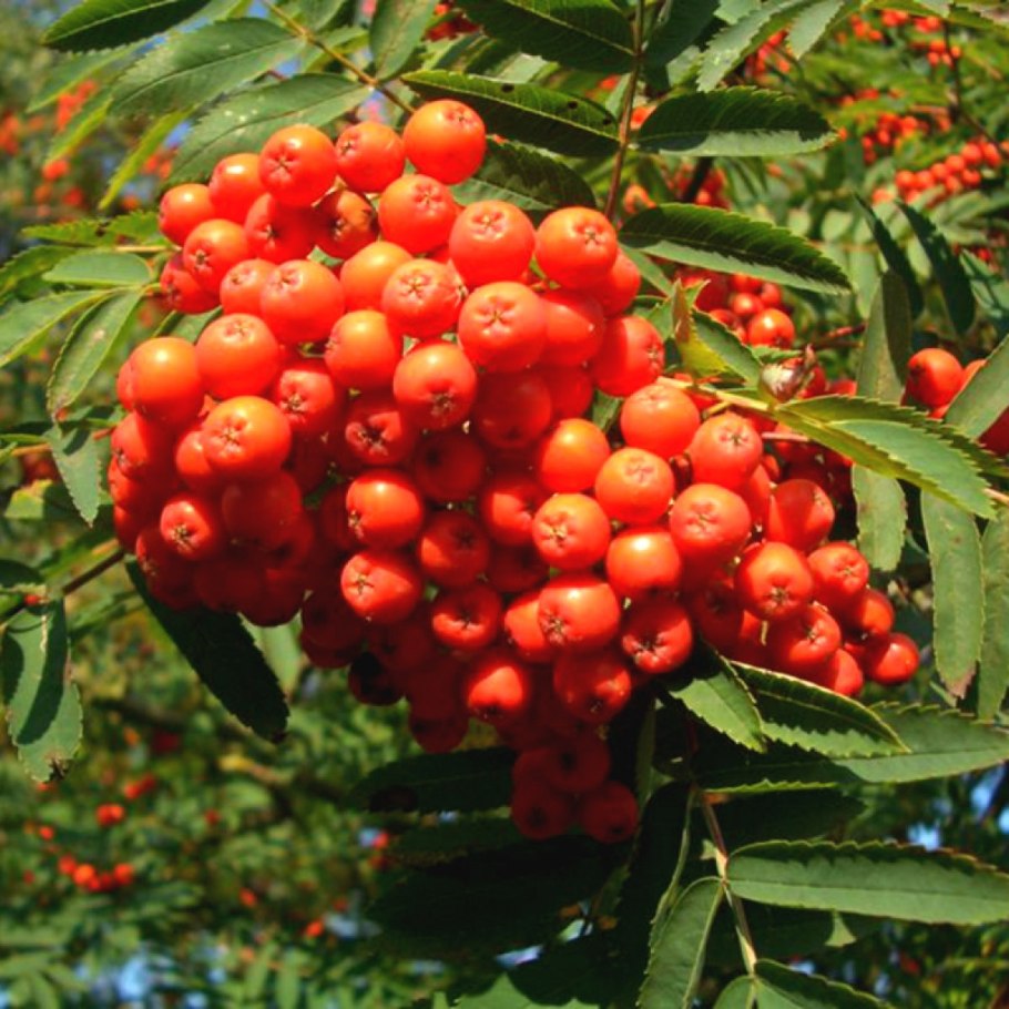 Рябина поддуболистная