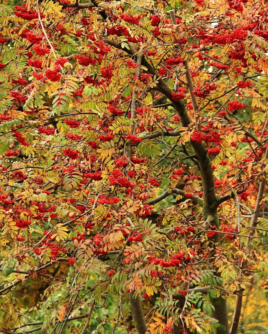 Рябина обыкновенная «Red Robin»