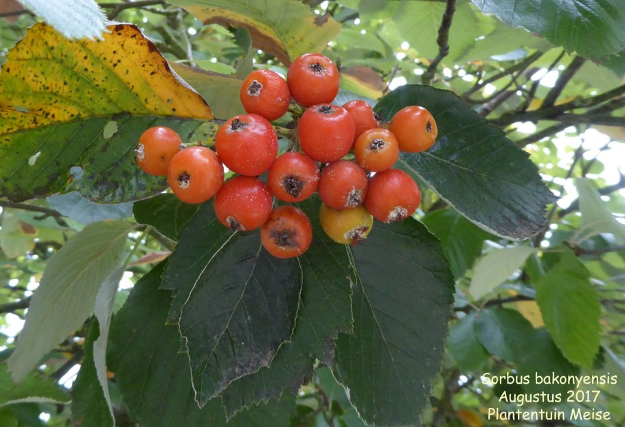 Рябина обыкновенная "Вефед"