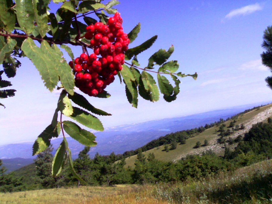 Рябина Сибирская дерево