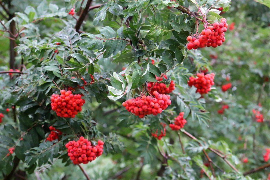 Рябина падуболистная