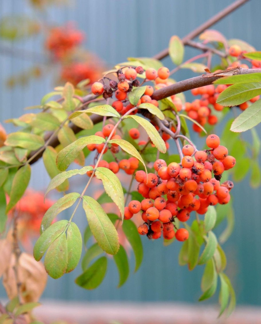 Рябина (Sorbus Мичуринская красавица