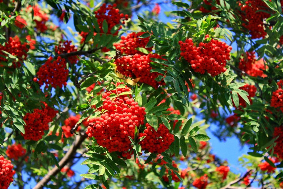 Арония арбутолистная