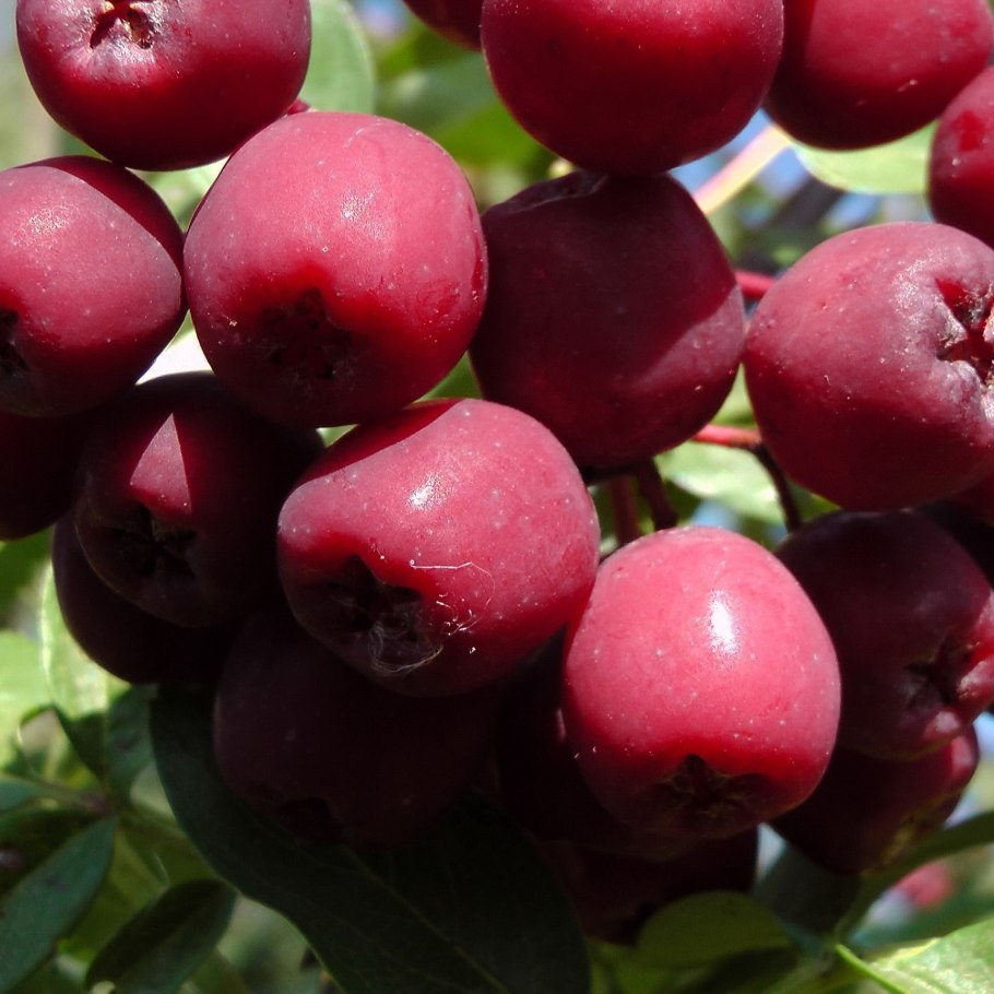 Рябина Мугеотта