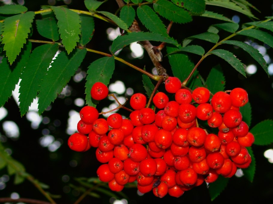 Зимостойкая рябина