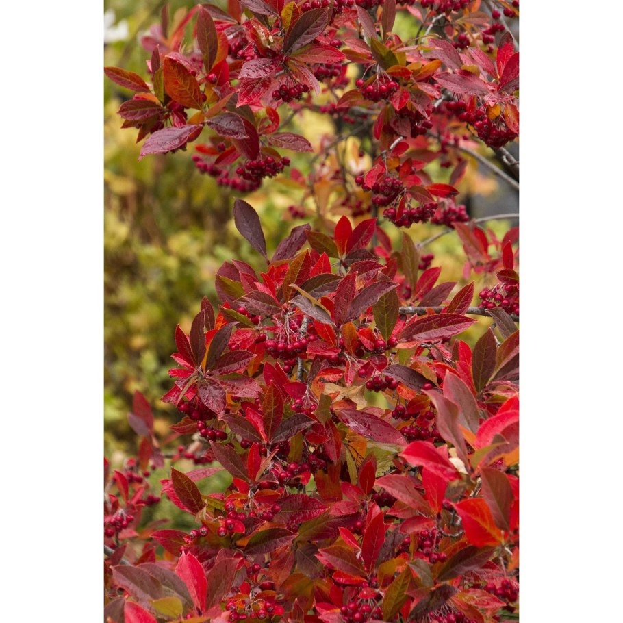 Рябина обыкновенная Гранатная