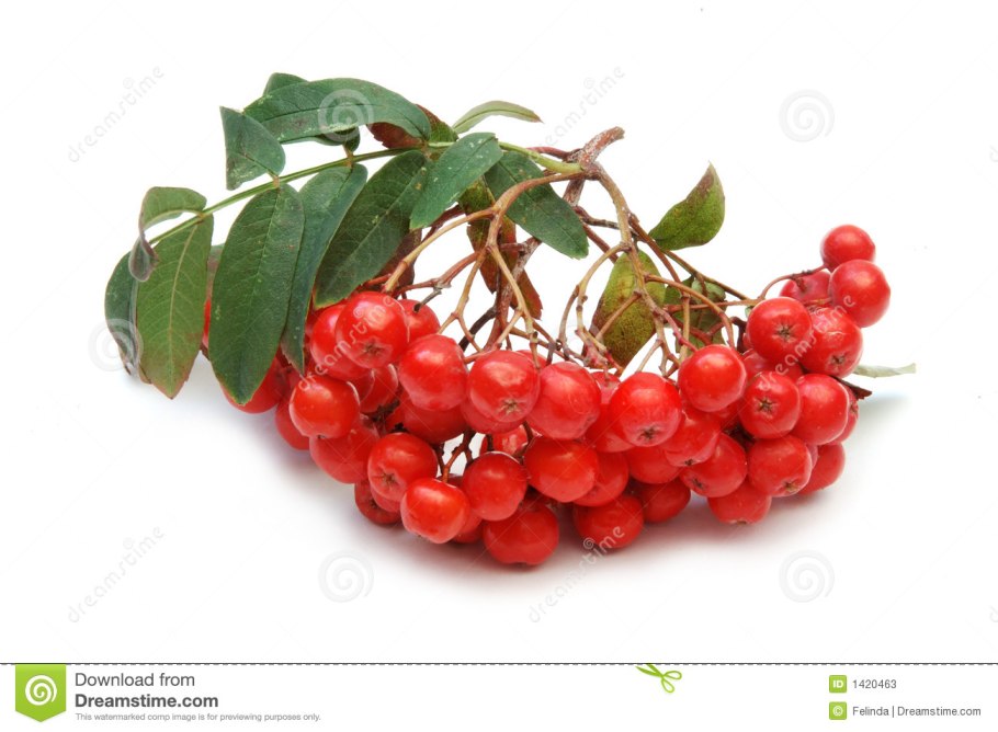 Рябина ликерная и Гранатная