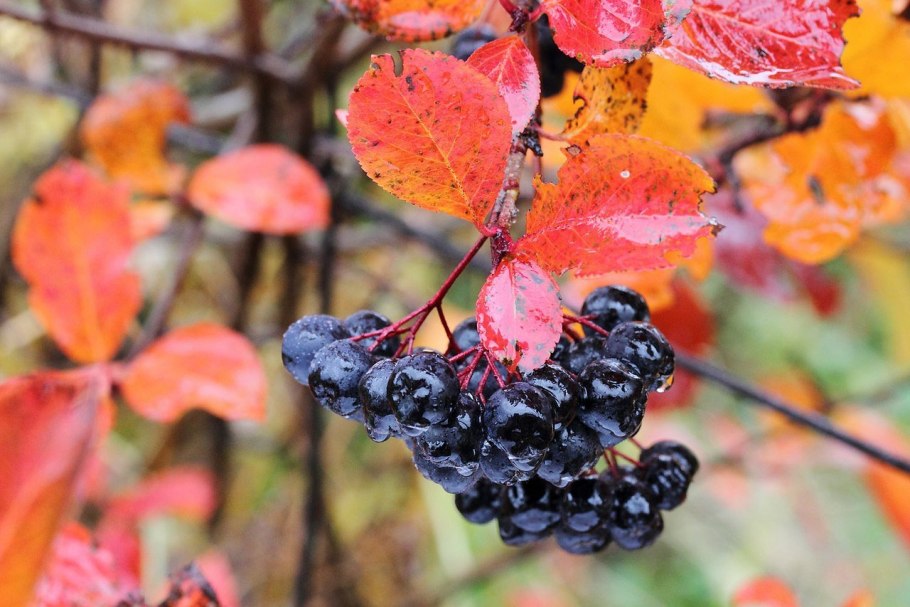 Арония Мичурина