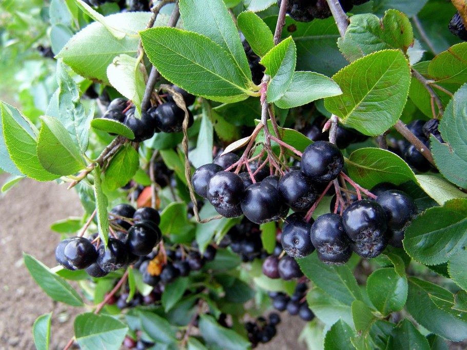 Арония рябина черноплодная куст