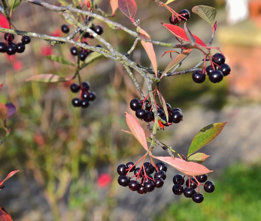 Черноплодная рябина арония