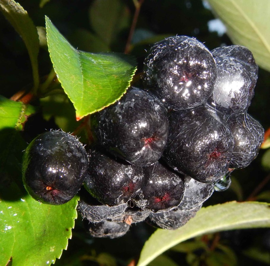 Арония черноплодная (Aronia melanocarpa)