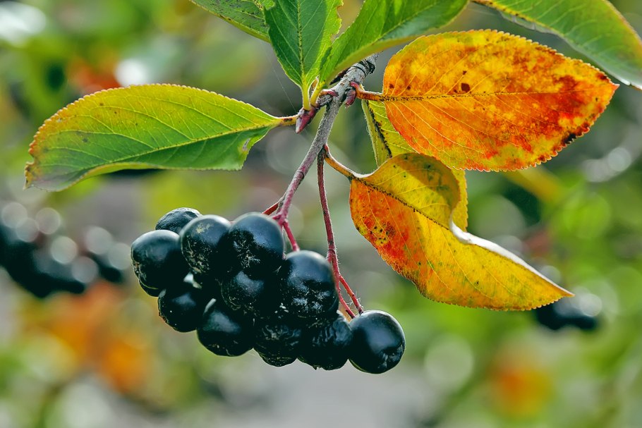 Арония черноплодная осень
