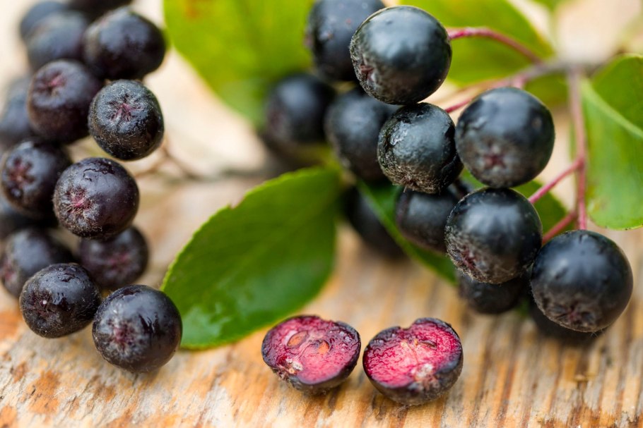 Черноплодная рябина арония