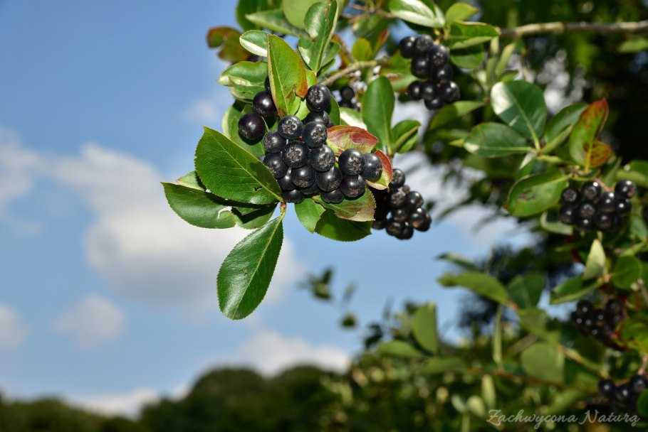 Арония черноплодная (Aronia melanocarpa)