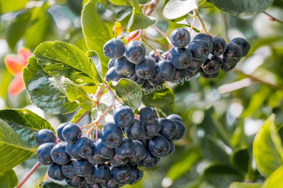 Черноплодная рябина арония