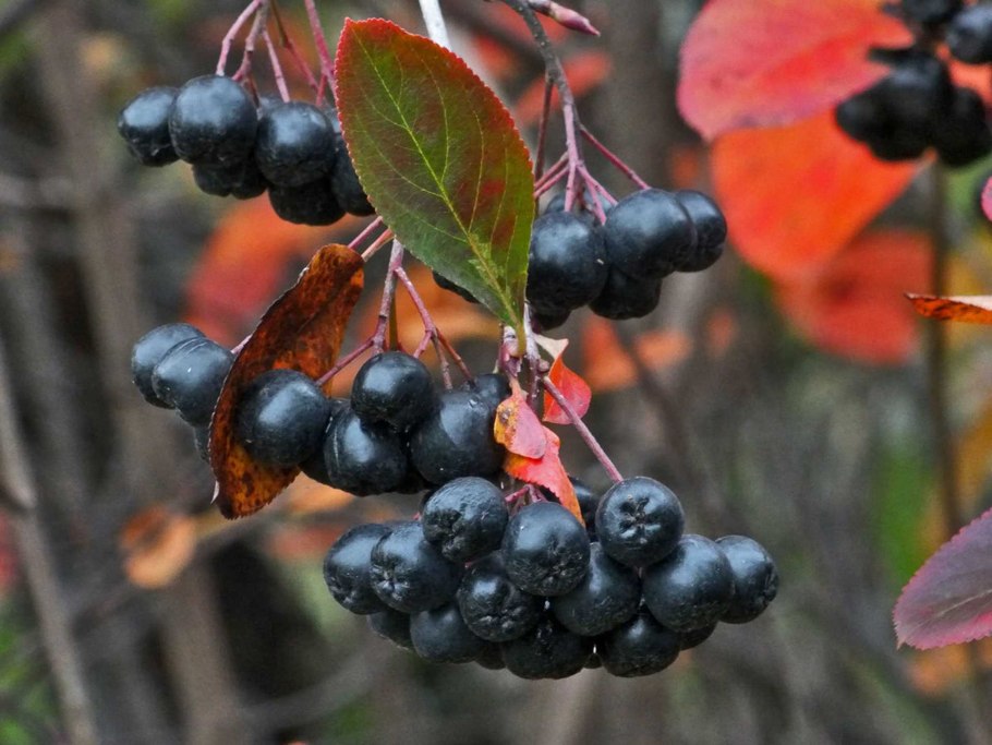 Рябина черноплодная (Aronia melanocarpa)