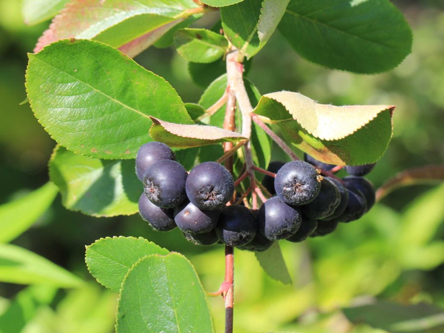 Арония черноплодная куст