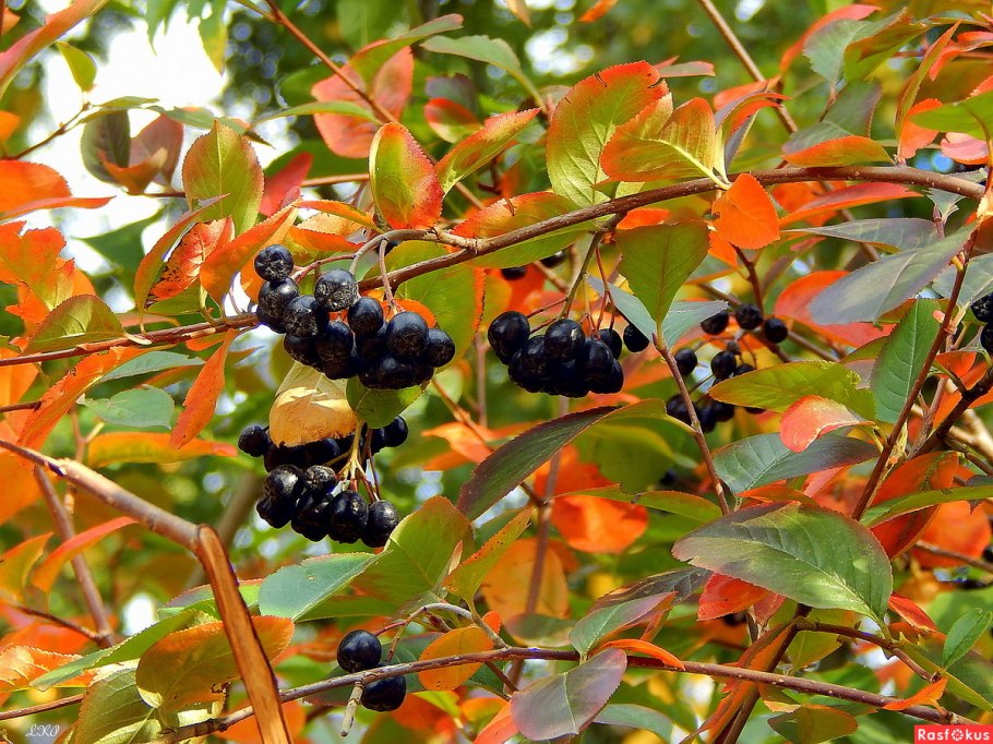 Арония черноплодная листья