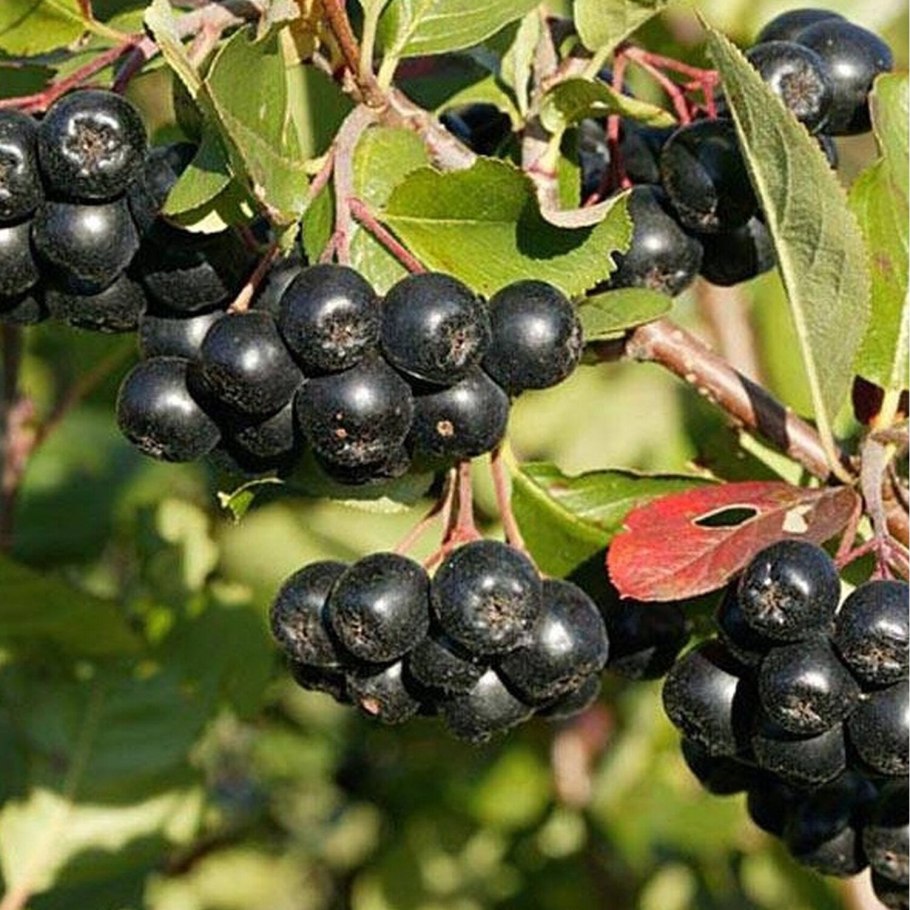 Арония черноплодная кустарник