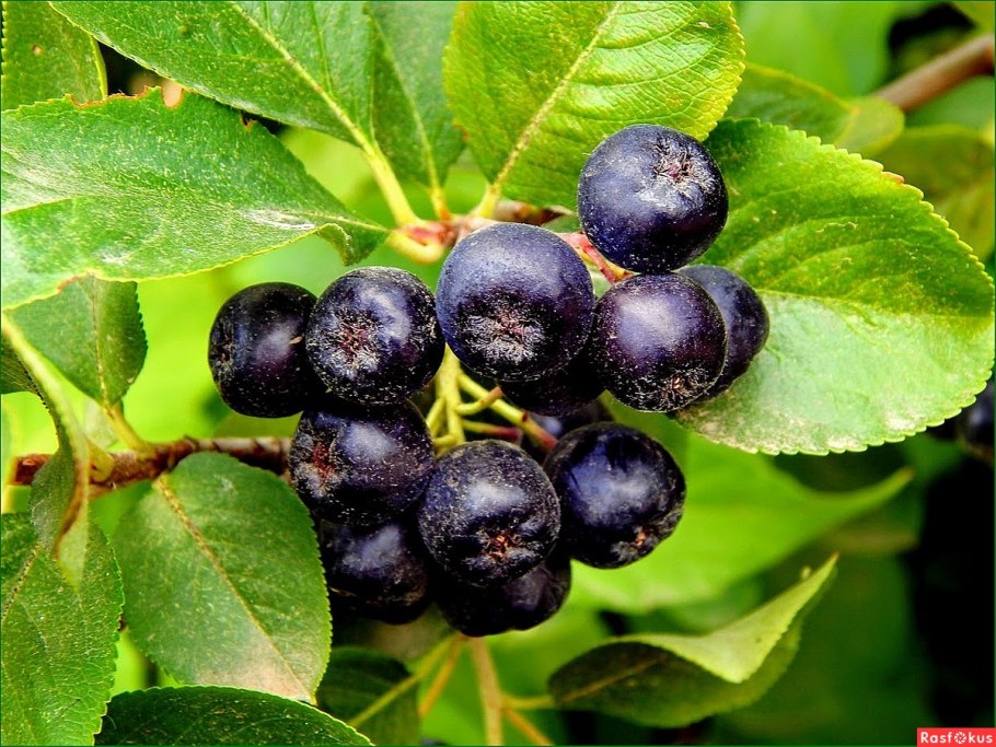 Рябина черноплодная (Aronia melanocarpa)