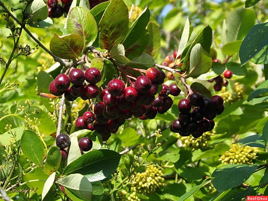 Арония черноплодная куст