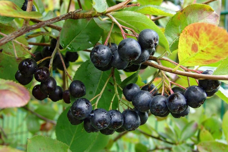 Арония черноплодная (Aronia melanocarpa)