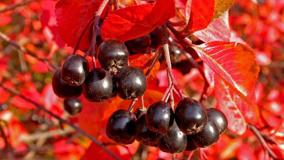 Арония черноплодная (Aronia melanocarpa)