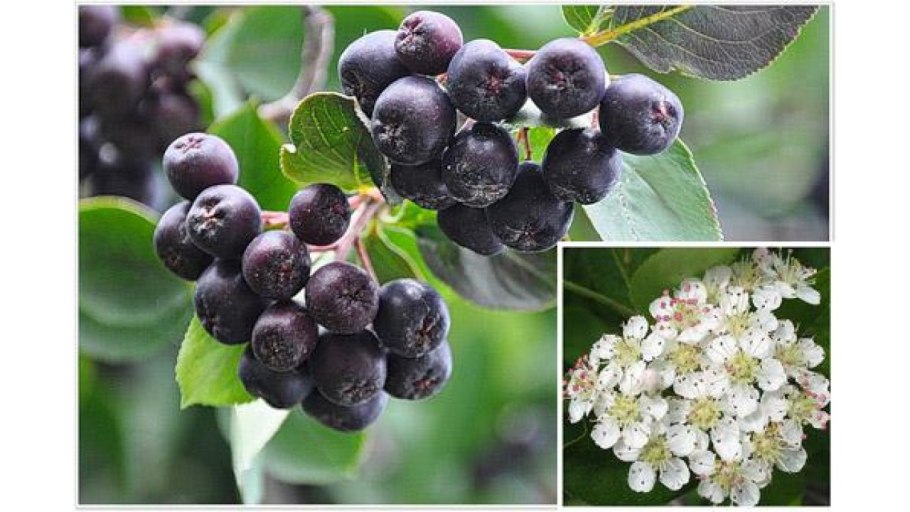 Арония Арон